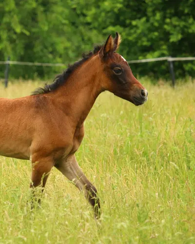 Bean, a bay foal