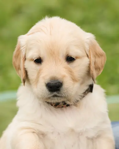 Honey, your pup