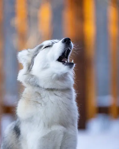 Koda