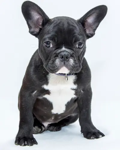 Otis, a French bulldog