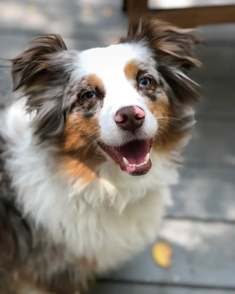 Pepper, a smiling Australian Shepherd