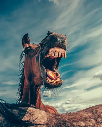 Rocket, a laughing horse