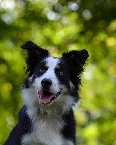 Ziggy, a border collie